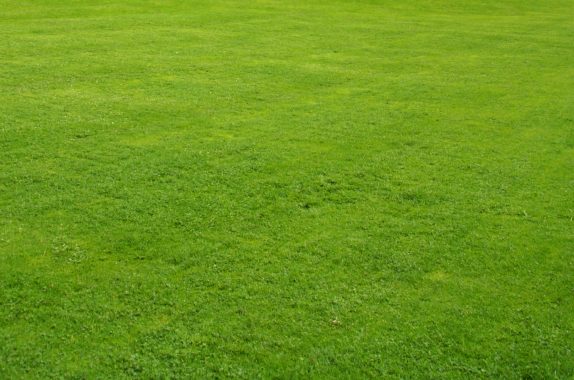 grass